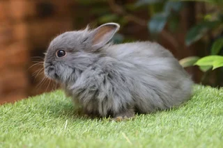 Gorgeous baby bunnies