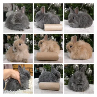 Gorgeous baby bunnies