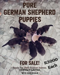 Pure German shepherds