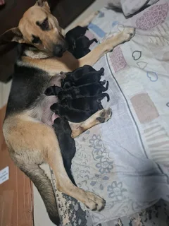 Pure German shepherds