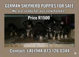 Pure German shepherds