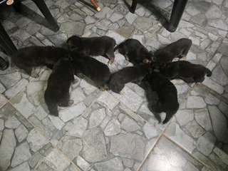 Pure German shepherds