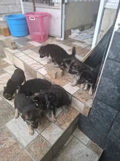 Pure German shepherds