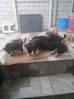 Pure German shepherds