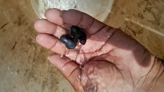 Water Resistant Earbuds