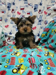 Stunning Minature Pedigree Yorkshire Puppy