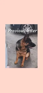 Puppies - Ad posted by Stephen