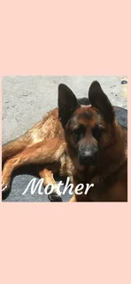 Puppies - Ad posted by Stephen