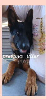 Puppies - Ad posted by Stephen