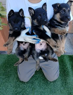 Puppies - Ad posted by Stephen