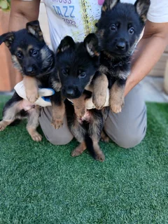 Puppies - Ad posted by Stephen