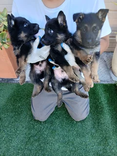 Puppies - Ad posted by Stephen