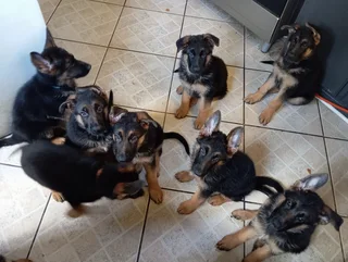 Registered German Shepherd pups