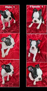 Bosten Terrier Puppies