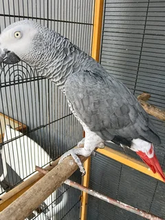 Bird for sale with cage