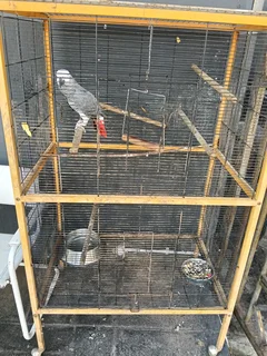 Bird for sale with cage