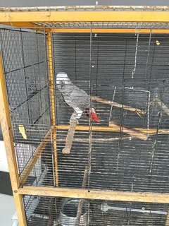 Bird for sale with cage