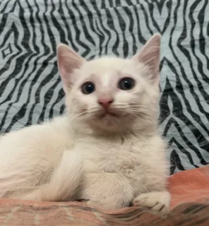 Beautiful White Kitten