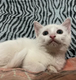 Beautiful White Kitten
