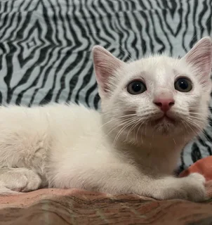 Beautiful White Kitten