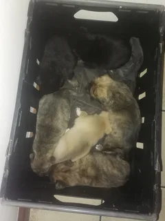 Puppies - Ad posted by cameron