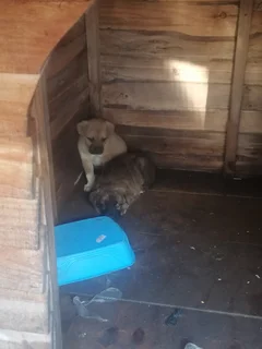 Puppies - Ad posted by cameron