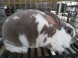 Rabb - Ad posted by lubanzi