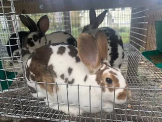 Rabb - Ad posted by lubanzi