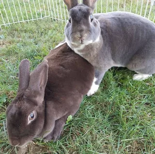 Rabb - Ad posted by lubanzi