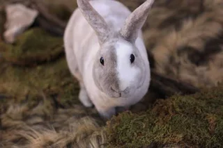 Rabb - Ad posted by lubanzi