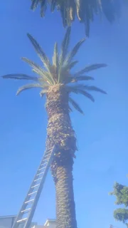 We do gardening services and tree felling etc