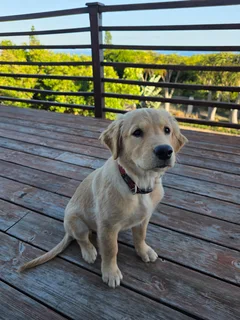 Golden Retriever Puppy