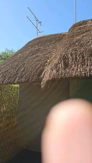 Fire proofing, Thatching, Thatch Repairs, Harvey Thatching Call or WhatsApp 0763457957