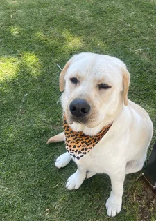 Dog - Ad posted by tee