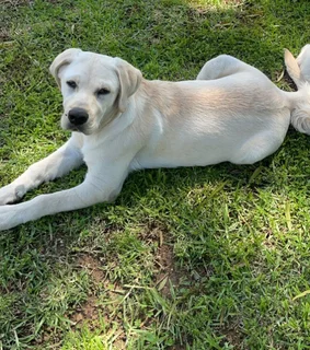 Dog - Ad posted by tee