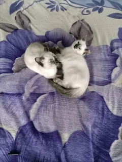 Siamese kittens