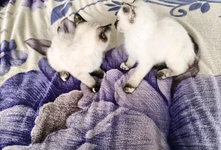 Siamese kittens