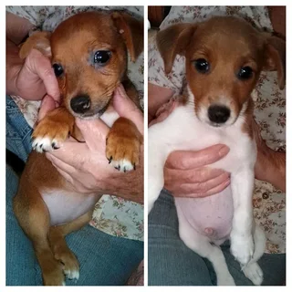 Jack Russell puppies