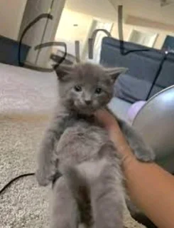 Mainecoon mixed kittens