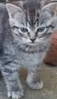 Mainecoon mixed kitten's