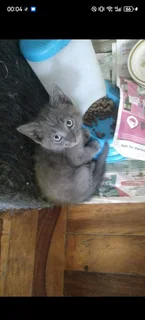 Mainecoon mixed kitten's