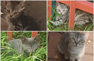 Mainecoon mixed kitten's