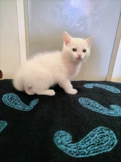 Ragdoll mixed kittens
