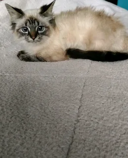 Ragdoll kittens
