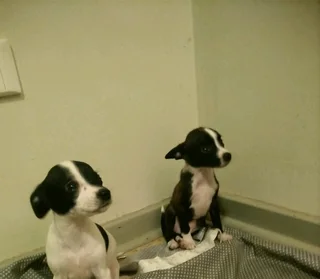 Jack Russell puppies