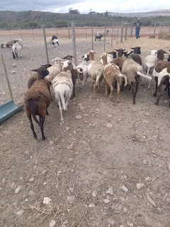 Meatmaster and dorper sheep