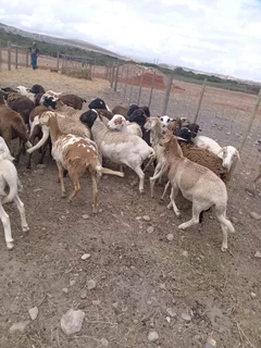 Meatmaster and dorper sheep