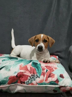 Jack Russell puppy for sale