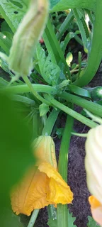 Very Big Residential Site