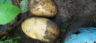 Very Big Residential Site